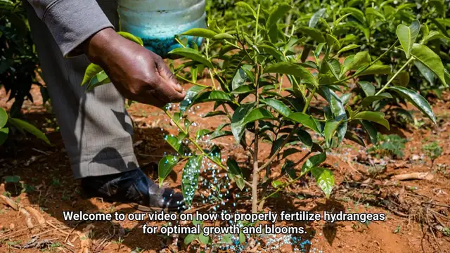 Video thumbnail for Fertilizer For Hydrangeas