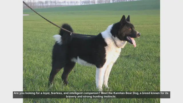 Video thumbnail for Meet the Karelian Bear Dog: A Loyal and Fearless Companion