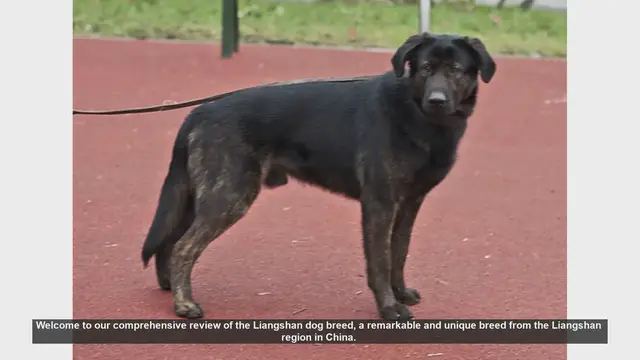 Video thumbnail for Liangshan Dog Breed: Comprehensive Review and Insights