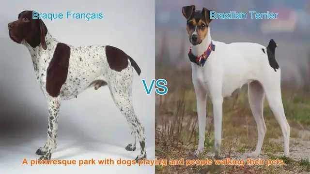 Video thumbnail for Braque Français vs. Brazilian Terrier: A Breed Comparison