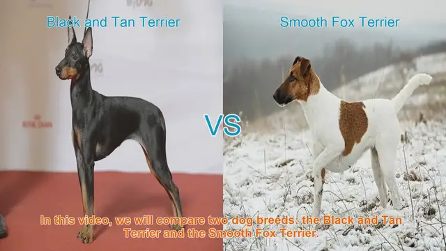 Video thumbnail for Comparing Black and Tan Terrier vs. Smooth Fox Terrier