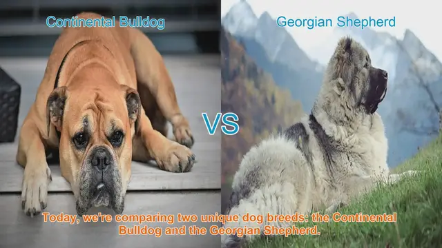Video thumbnail for Comparing Continental Bulldog and Georgian Shepherd: Origins, Temperament, and Health