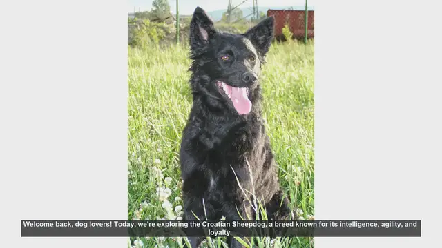 Video thumbnail for Croatian Sheepdog: Pros and Cons of This Energetic Breed