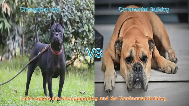 Video thumbnail for Chongqing Dog vs. Continental Bulldog: A Comprehensive Breed Comparison