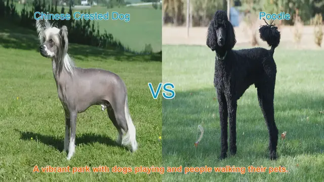 Video thumbnail for Comparing Chinese Crested Dog and Poodle: A Comprehensive Guide
