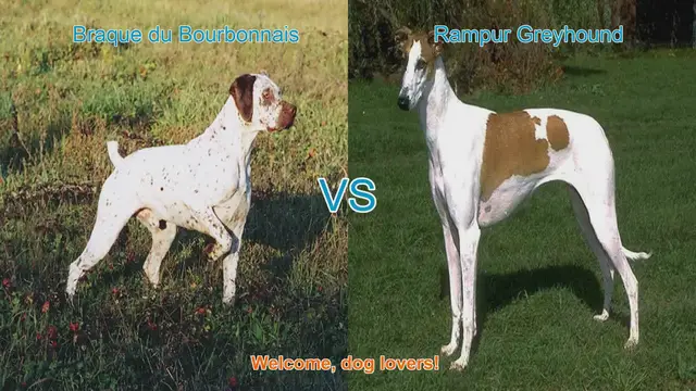Video thumbnail for Braque du Bourbonnais vs. Rampur Greyhound: A Comparative Guide for Dog Lovers