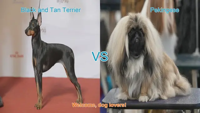 Video thumbnail for Black and Tan Terrier vs. Pekingese: A Comparison of Two Unique Dog Breeds