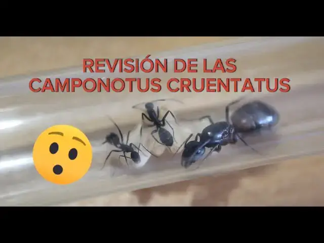 Video thumbnail for MINI COLONIA DE CAMPONOTUS CRUENTATUS