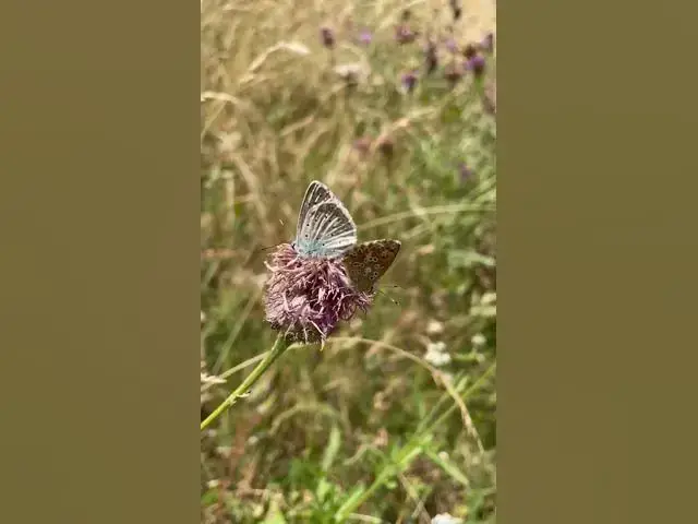 Video thumbnail for #explorando el patio de mi casa en la #montaña  🐜🏔️#shorts