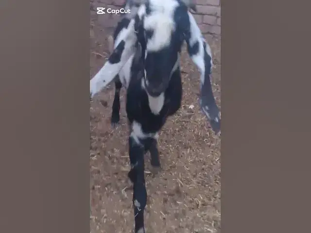 Video thumbnail for Bakra Eid ka baka