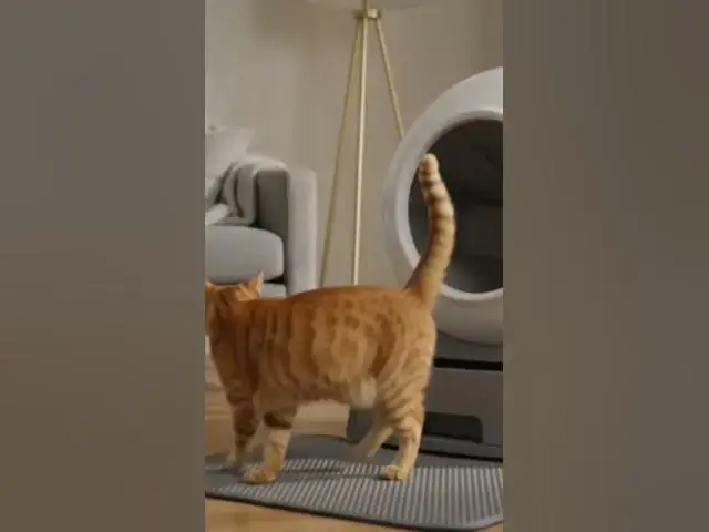 Video thumbnail for United States Cat Food Order noe