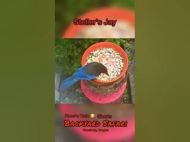 Video thumbnail for Backyard Safari - Shorts #birdwatching