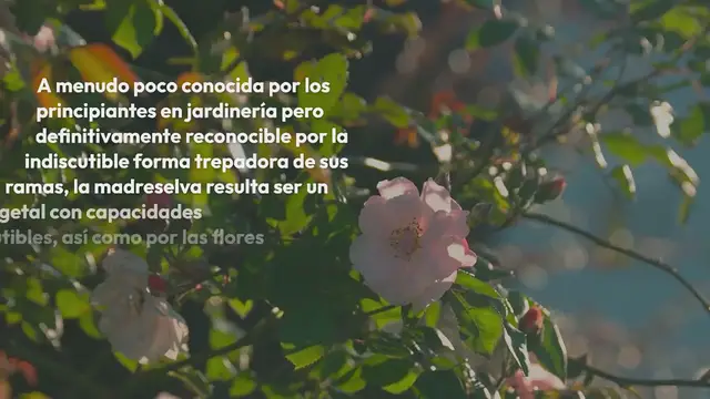 Video thumbnail for Todo sobre la madreselva: aquí está la planta conocida por sus hermosas y fragantes flores