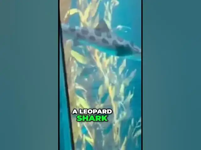 'Video thumbnail for Leopard Shark vs Sardines: Ocean's Epic Showdown!'