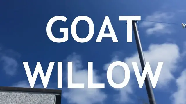 'Video thumbnail for Goat Willow Bonsai. from seed, 1'