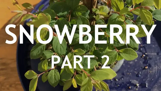 'Video thumbnail for SnowBerry Bonsai, Dug Up From a Garden, 2'