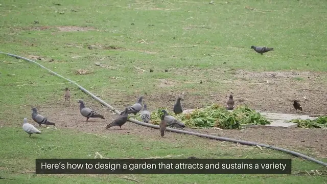 Video thumbnail for How To Create A Bird-Friendly Garden