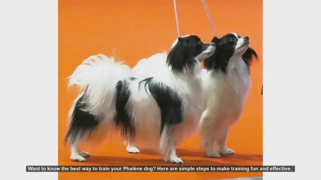 Video thumbnail for Effective Training Tips for Your Phalène Dog