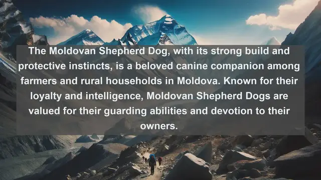 Video thumbnail for Exploring Moldova's Most Adored Companions: Top 10 Favorite Pets Revealed