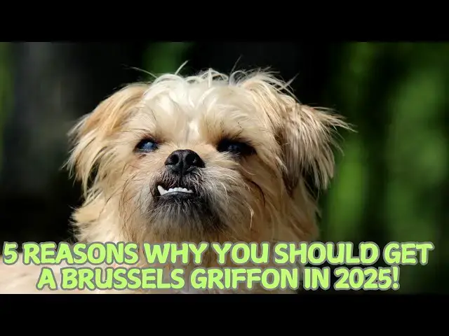 Video thumbnail for 5 Reasons Why You Should Get a Brussels Griffon in 2025! 🐶✨