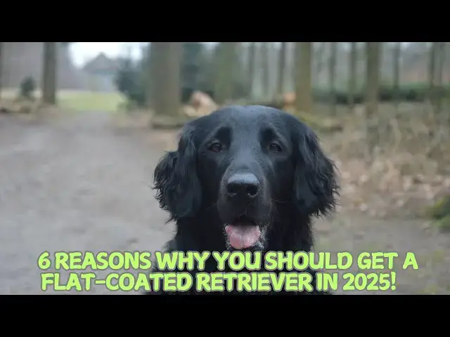Video thumbnail for 6 Reasons Why You Should Get a Flat-Coated Retriever in 2025! 🐕✨