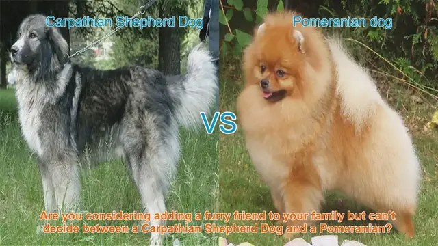 Video thumbnail for Carpathian Shepherd Dog vs. Pomeranian: A Comprehensive Comparison