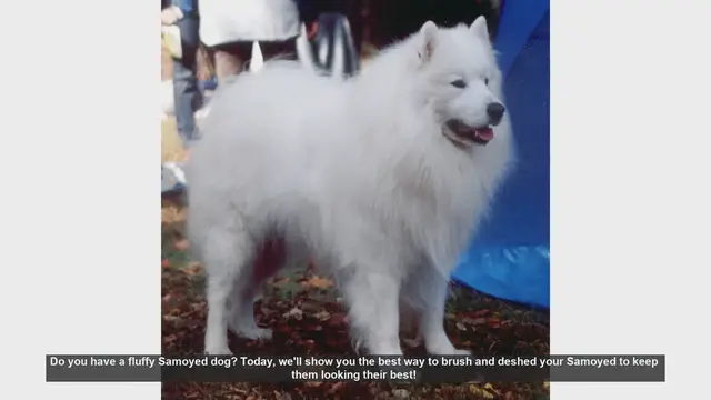 Video thumbnail for How to Brush and Deshed Your Samoyed: Essential Tips for a Fluffy Coat