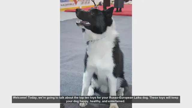Video thumbnail for Top 10 Toys for Your Russo-European Laika Dog