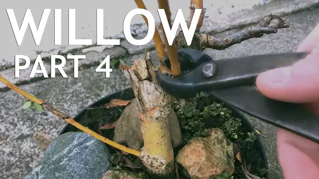'Video thumbnail for Weeping Willow Bonsai, From Cutting, 4'