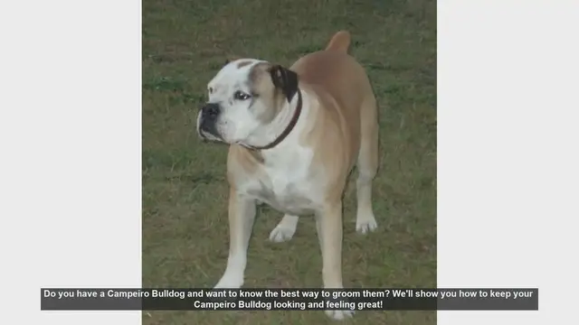 Video thumbnail for Essential Grooming Tips for Your Campeiro Bulldog