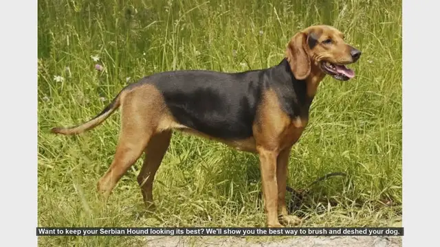 Video thumbnail for How to Brush and Deshed Your Serbian Hound: A Step-by-Step Guide