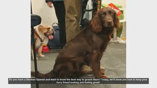 Video thumbnail for How to Groom Your German Spaniel: Step-by-Step Guide