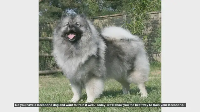 Video thumbnail for How to Train Your Keeshond: Essential Tips for Success