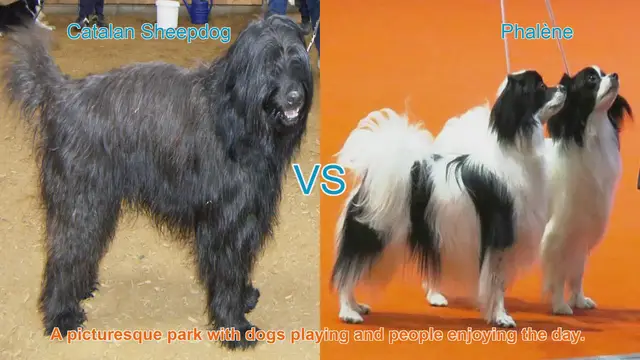 Video thumbnail for Comparing Catalan Sheepdog and Phalène: A Comprehensive Guide