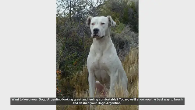 Video thumbnail for How to Brush and Deshed Your Dogo Argentino: Step-by-Step Guide