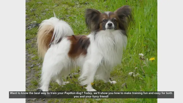 Video thumbnail for Fun and Easy Training Tips for Your Papillon Dog