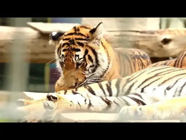 Video thumbnail for How Social Hierarchies Are Formed Among Cubs?