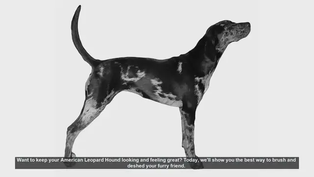 Video thumbnail for How to Brush and Deshed Your American Leopard Hound