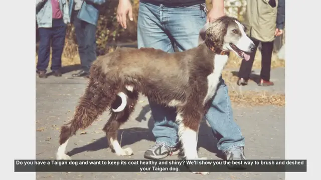 Video thumbnail for How to Keep Your Taigan Dog's Coat Healthy and Shiny