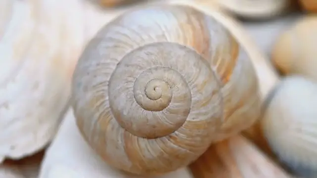 Video thumbnail for Nature's Oddities: Unbelievable Facts About the Creatures Around Us