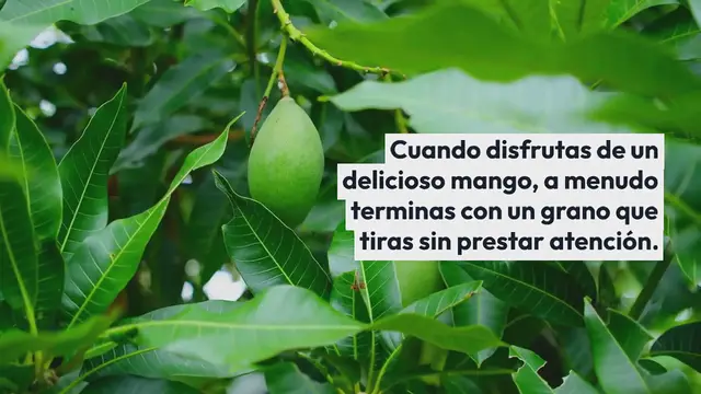 Video thumbnail for ¿Cómo germinar un simple grano de mango en una planta majestuosa?