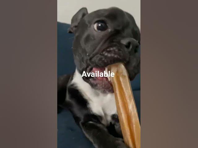 Video thumbnail for #frenchbulldog #usa #haveitoldyoulatelythatiloveyou still available for adoption
