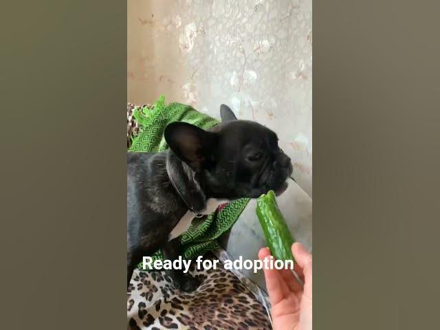 Video thumbnail for #frenchbulldog #puppy #usa #whowillbemylifepartnerta   am a vegetarian