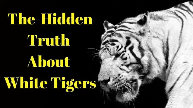 Video thumbnail for White Tiger Facts - The Hidden Truth About White Tigers
