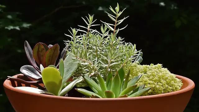 Video thumbnail for A Brief Introduction To Container Gardening