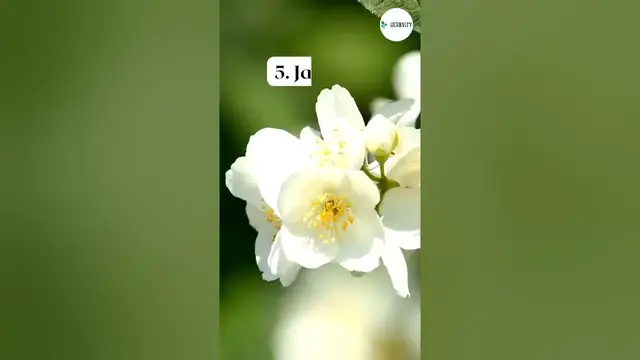 'Video thumbnail for Best Companion Plants For Lavender 💜 #farming #herbgarden #shorts'