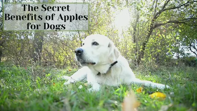 Video thumbnail for Benifit Of Apples For Dogs