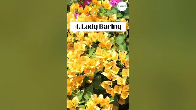 'Video thumbnail for 7 Common Types Of Bougainvillea 🌸🌸 #herbgarden #shorts'