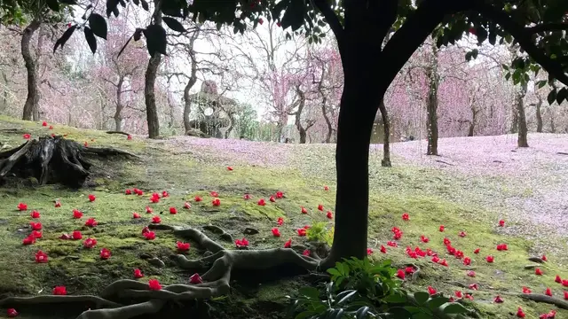'Video thumbnail for 城南宮の梅と椿は最高。癒されたい人におすすめ【オンライン京都旅行】2021年3月6日'