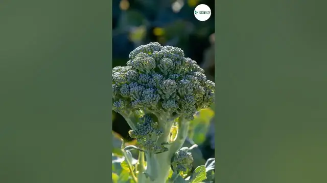 'Video thumbnail for Companion Plants for Leeks  💚 #farming #herbgarden #shorts'